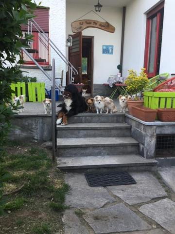 B&B Il Tempo Del Sogno Con Cani E Gatti Pet&Breakfast Baveno Extérieur photo