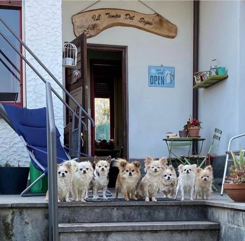 B&B Il Tempo Del Sogno Con Cani E Gatti Pet&Breakfast Baveno Extérieur photo